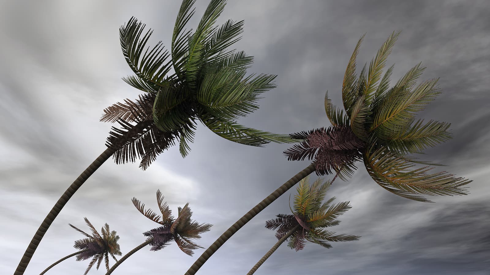 Storm Damage Recovery
